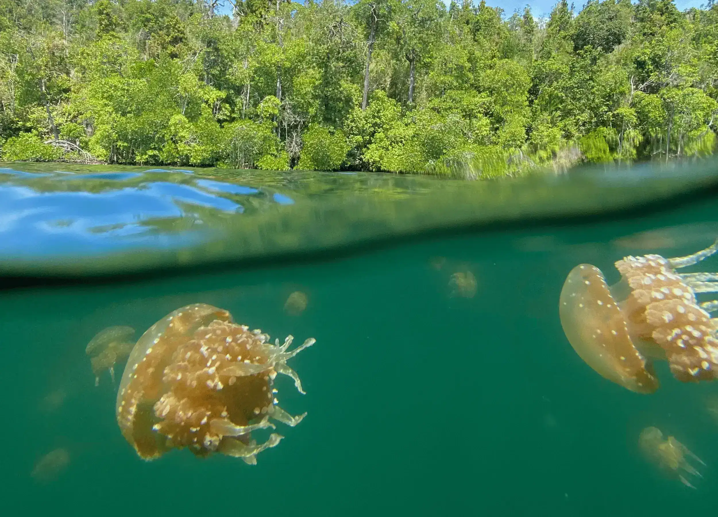Stingless Jellyfish