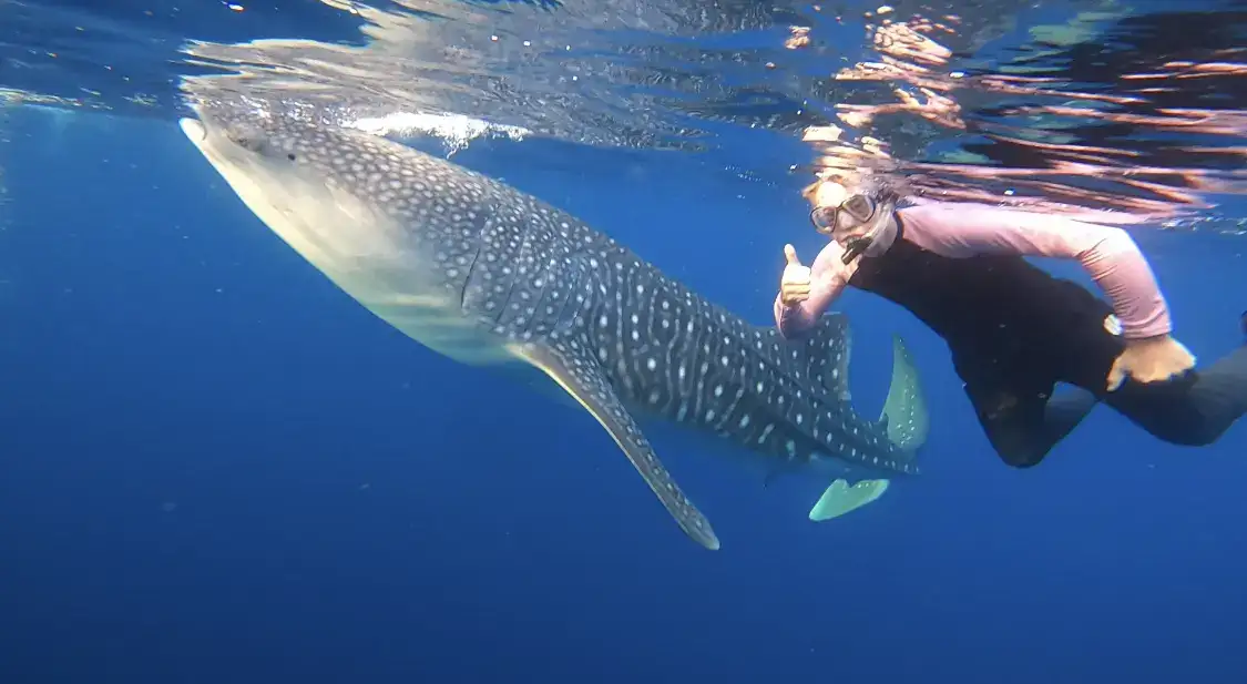 Swim with whale sharks