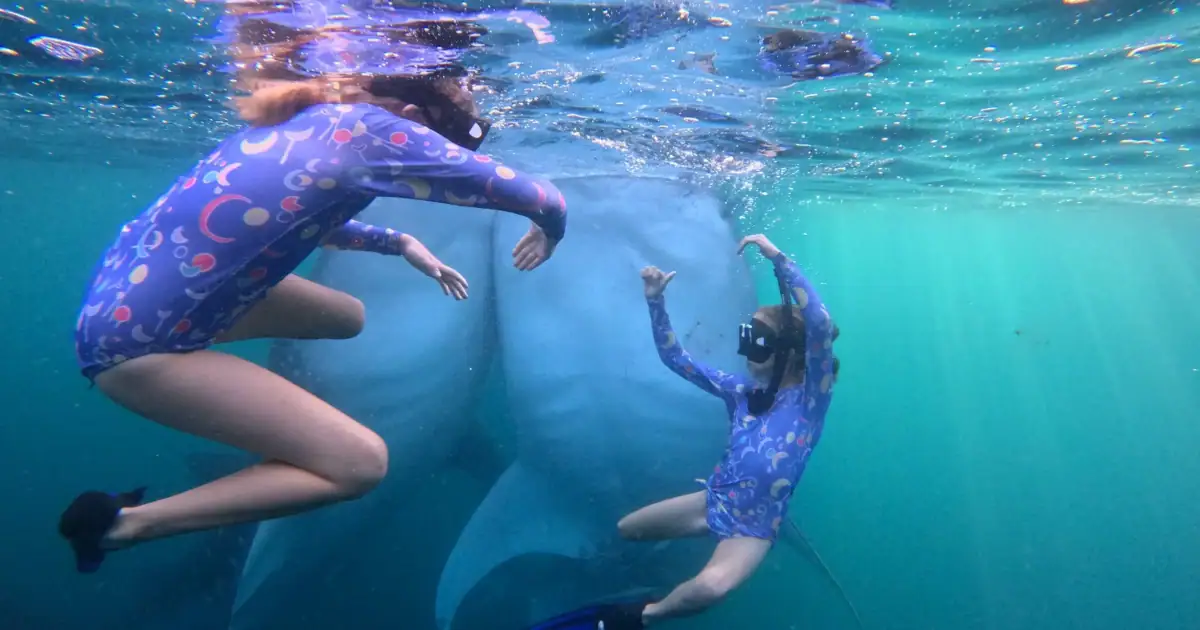 Twins SeaTrek's guests Swimming with two Whale Sharks
