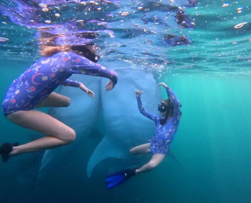 Twins SeaTrek's guests Swimming with two Whale Sharks