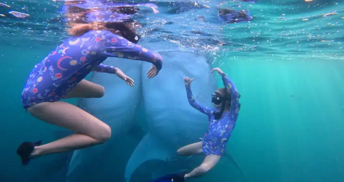 Twins SeaTrek's guests Swimming with two Whale Sharks