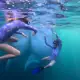 Twins SeaTrek's guests Swimming with two Whale Sharks