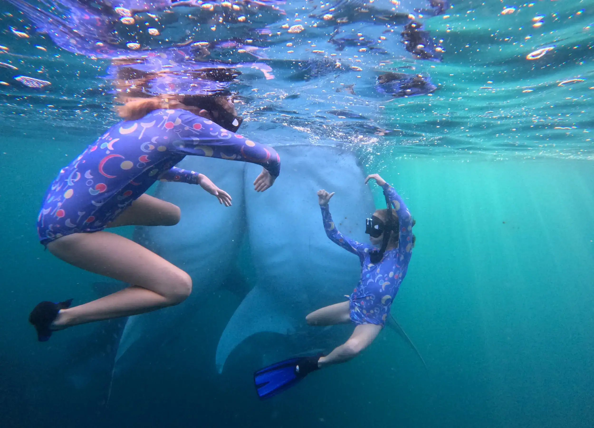 Twins SeaTrek's guests Swimming with two Whale Sharks