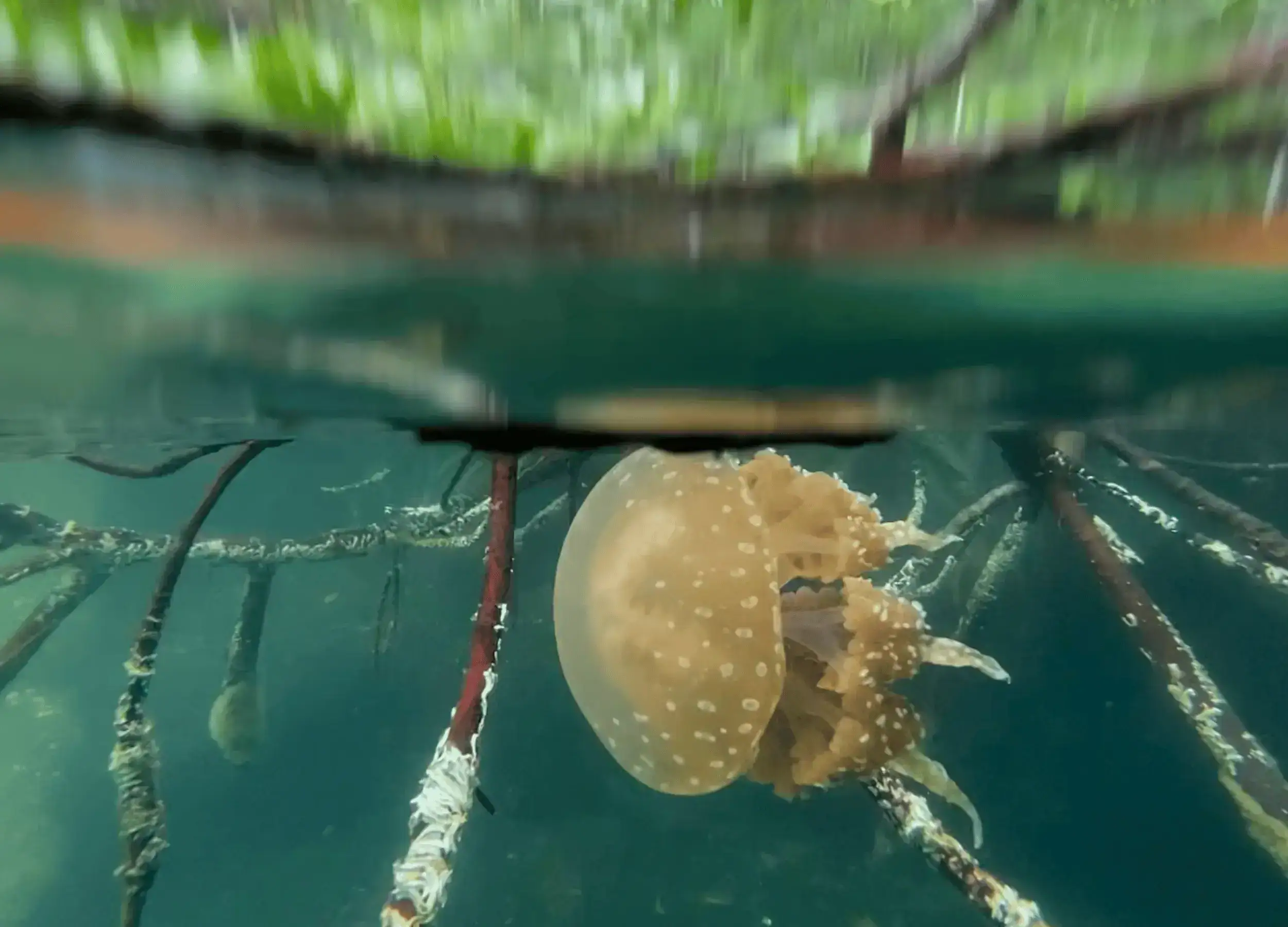 Swimming with stingless jellyfish