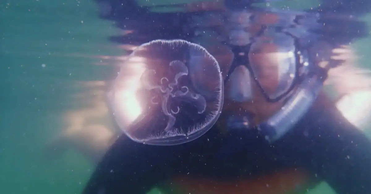 SeaTrek's guest swimming with stingless jellyfish in Raja Ampat