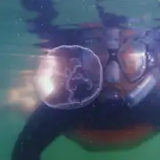 SeaTrek's guest swimming with stingless jellyfish in Raja Ampat
