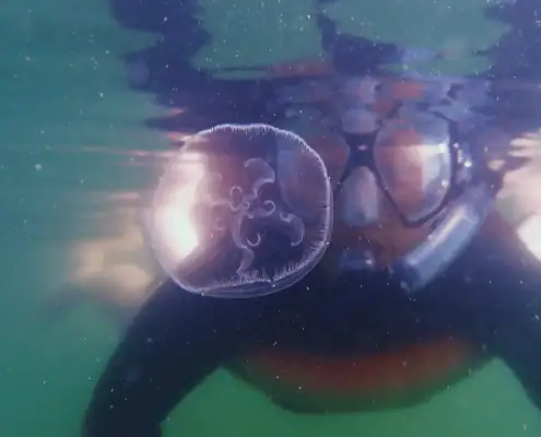 SeaTrek's guest swimming with stingless jellyfish in Raja Ampat