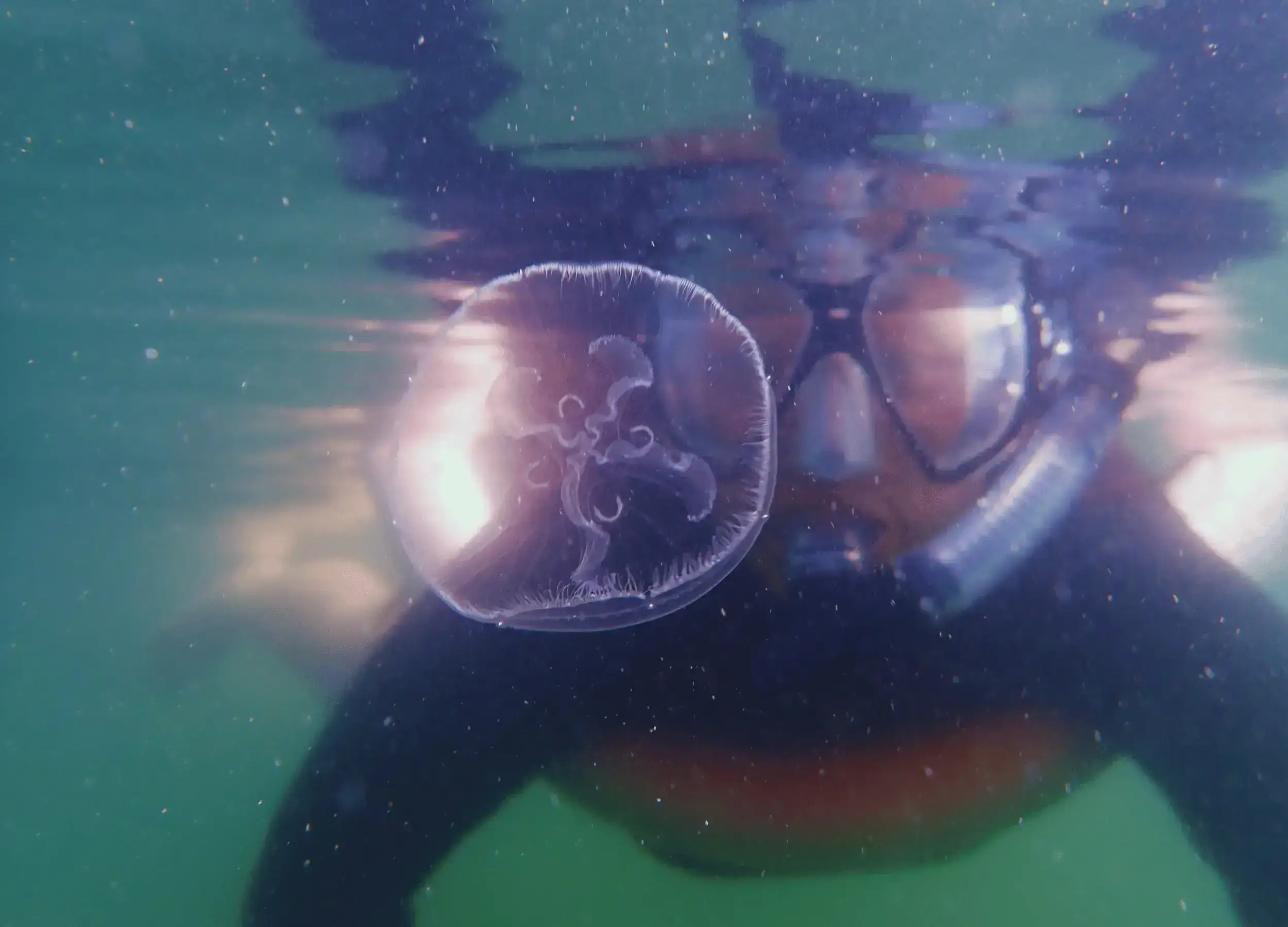 SeaTrek's guest swimming with stingless jellyfish in Raja Ampat