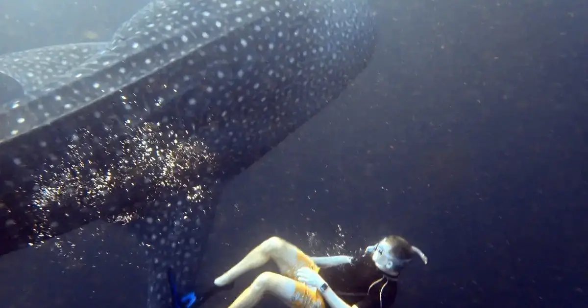 Swimming with whale shark