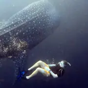Swimming with whale shark