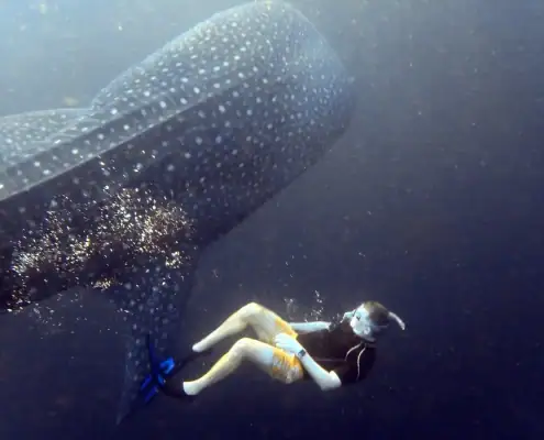 Swimming with whale shark