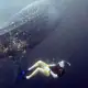 Swimming with whale shark