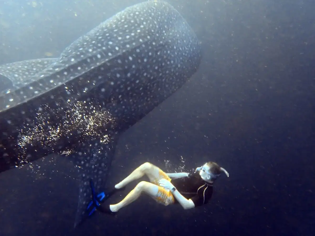Swimming with whale shark