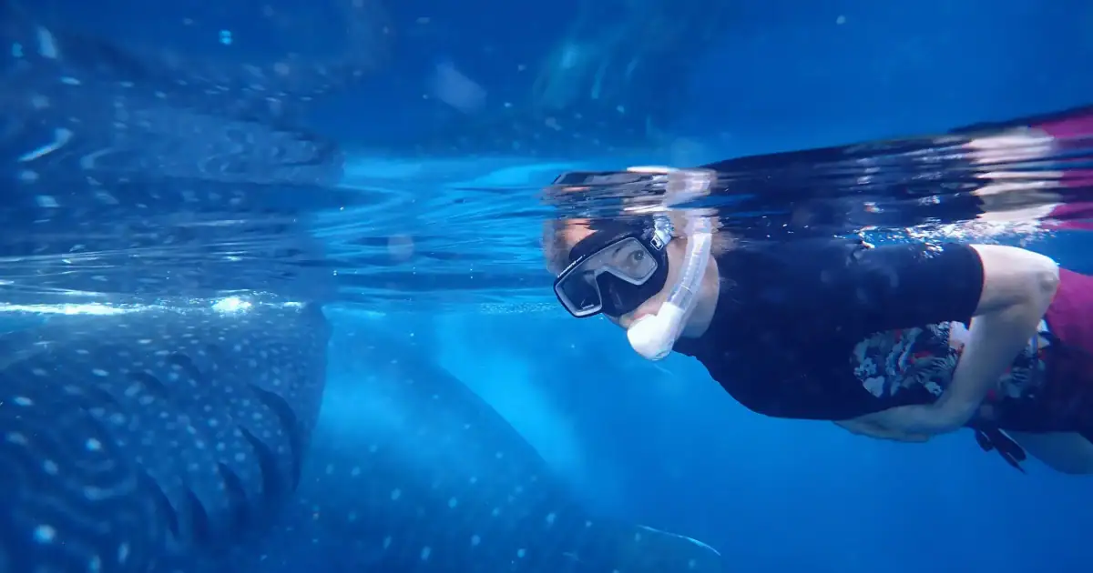 Swimming with two giant whale sharks