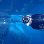 Swimming with two giant whale sharks