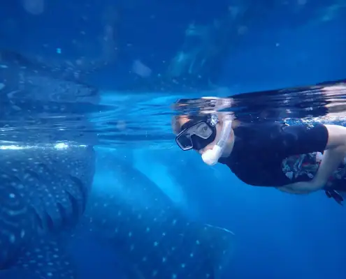 Swimming with two giant whale sharks