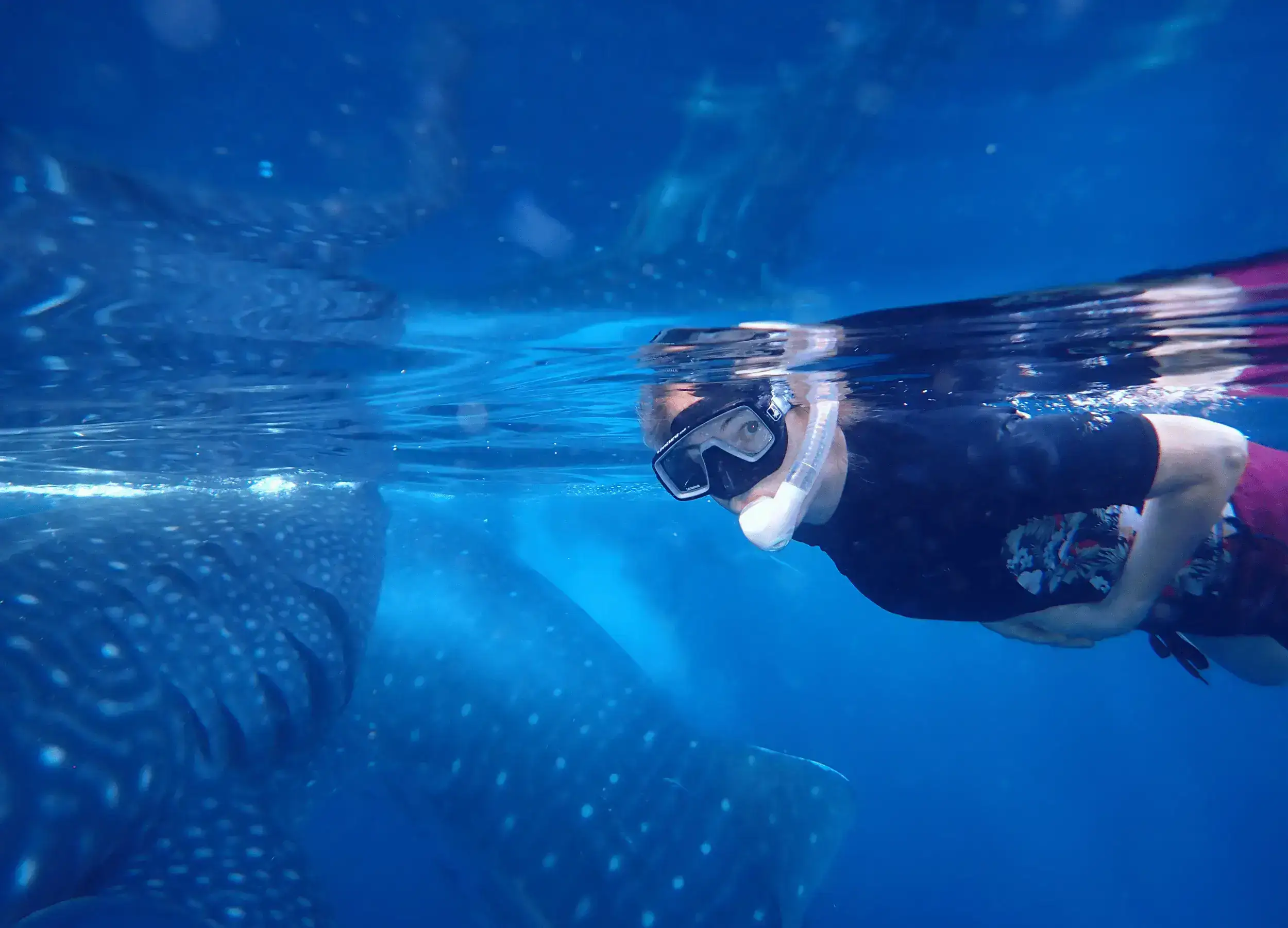 Swimming with two giant whale sharks