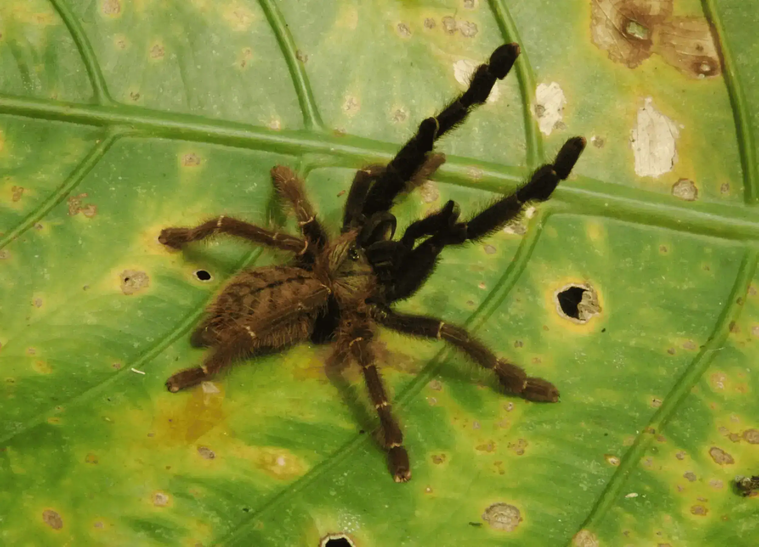 This female tarantula was a new species to be discovered in the area.