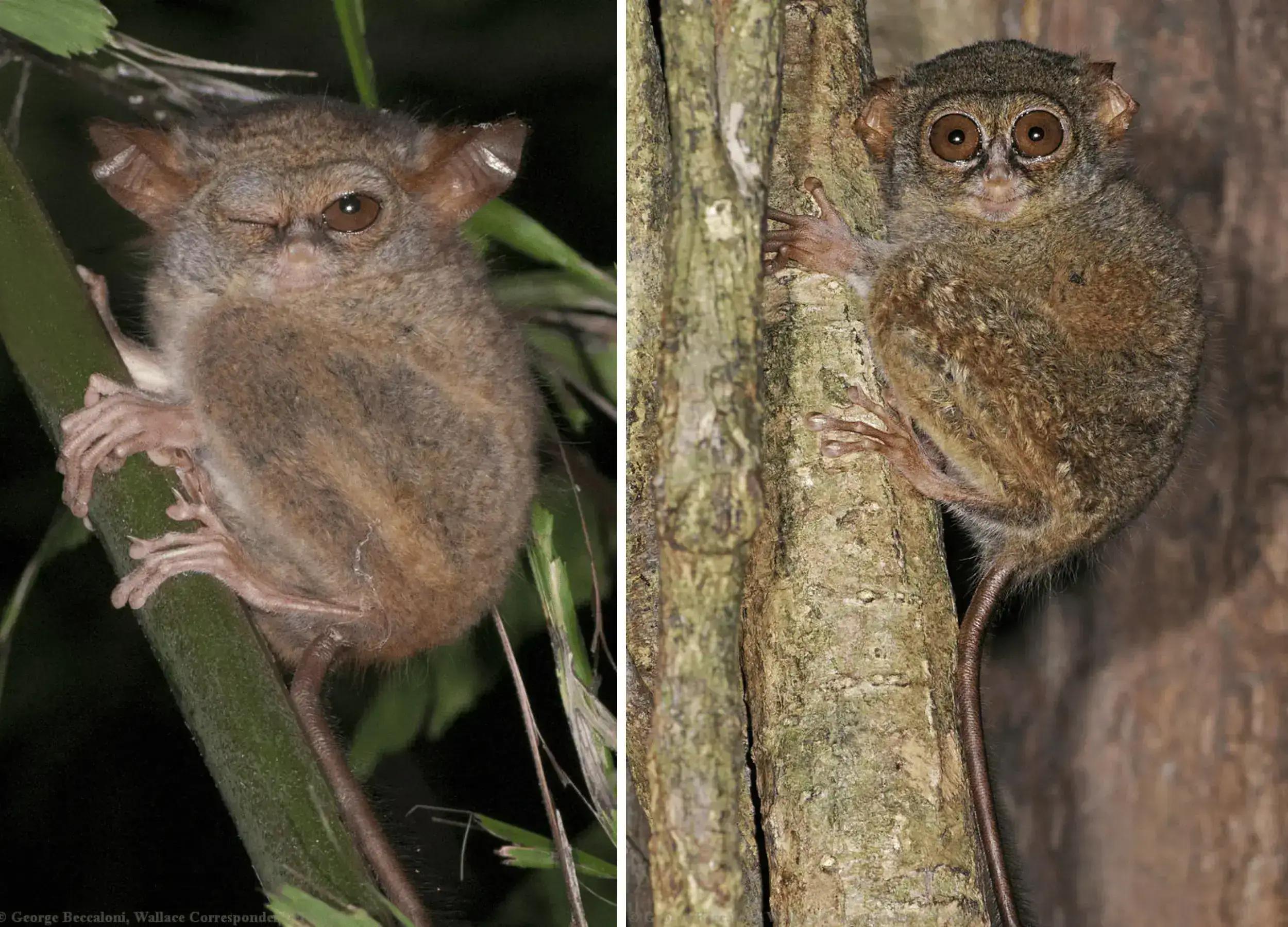 Tarsier hanging on the tree
