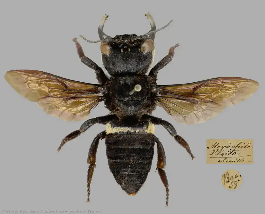 Wallace Giant Bee