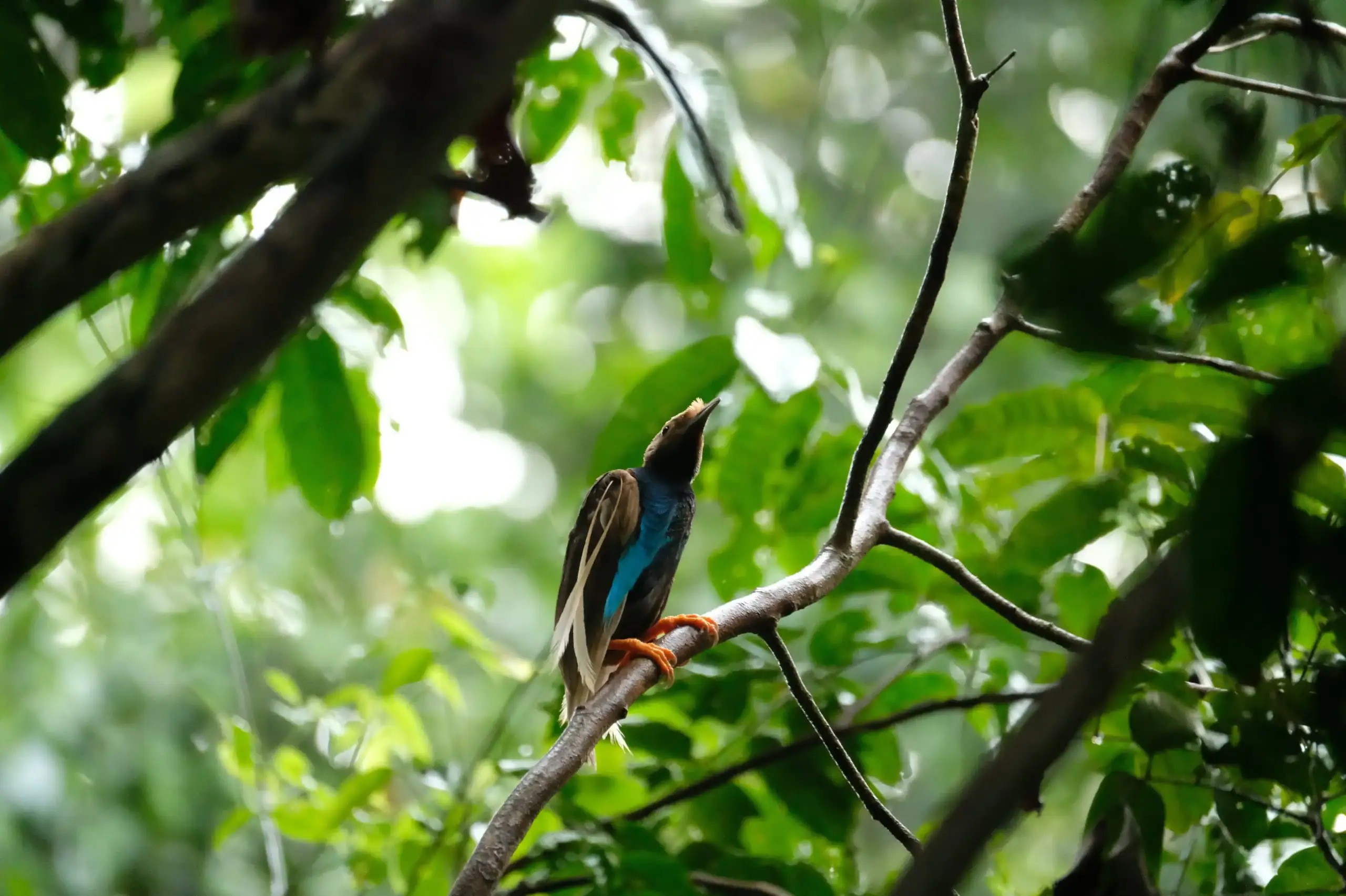 Wallace's Standardwing Birds of Paradise