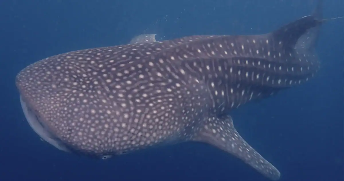 Whale shark