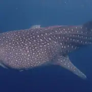 Whale shark