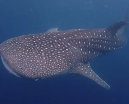 Whale shark