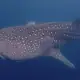 Whale shark