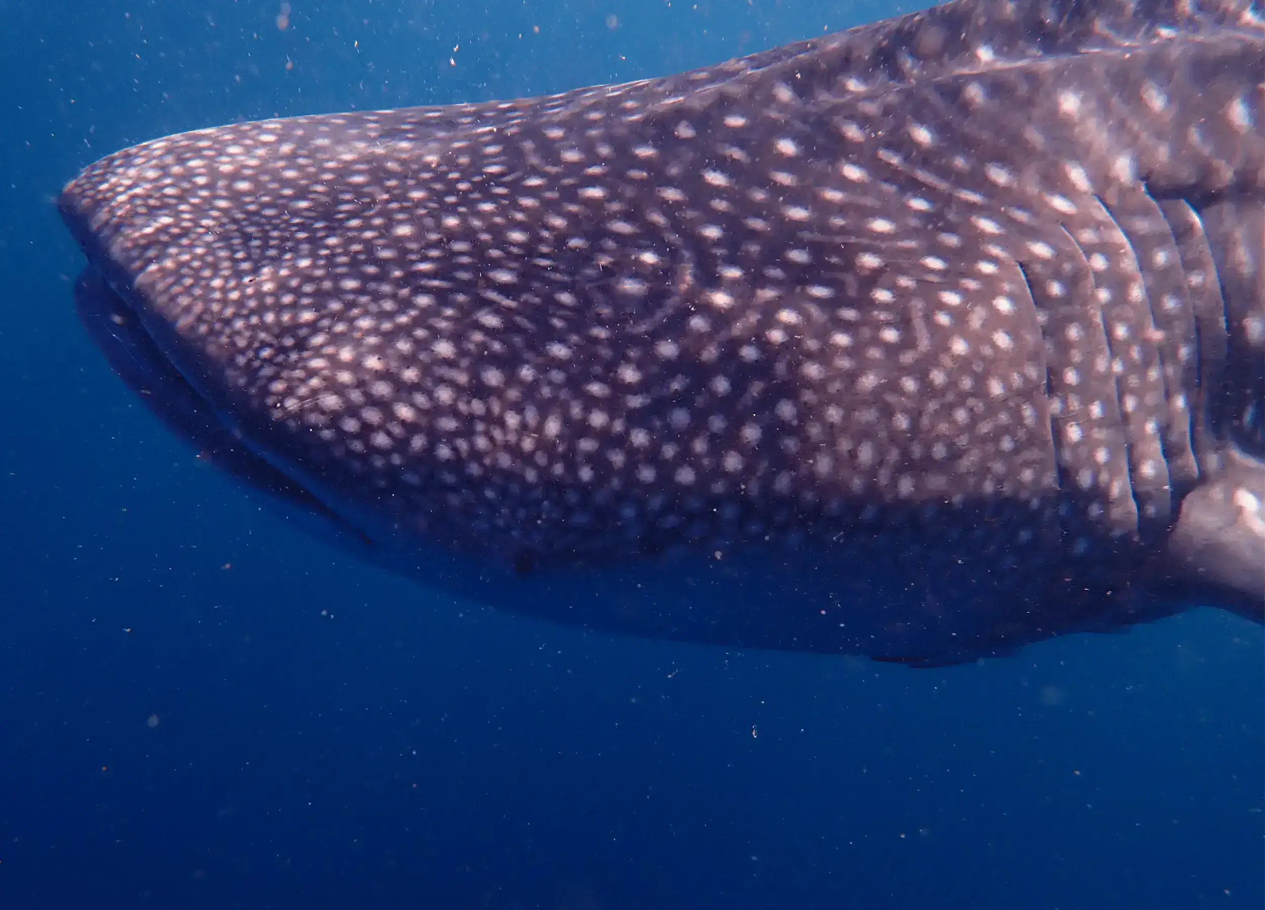 Whale shark eyes