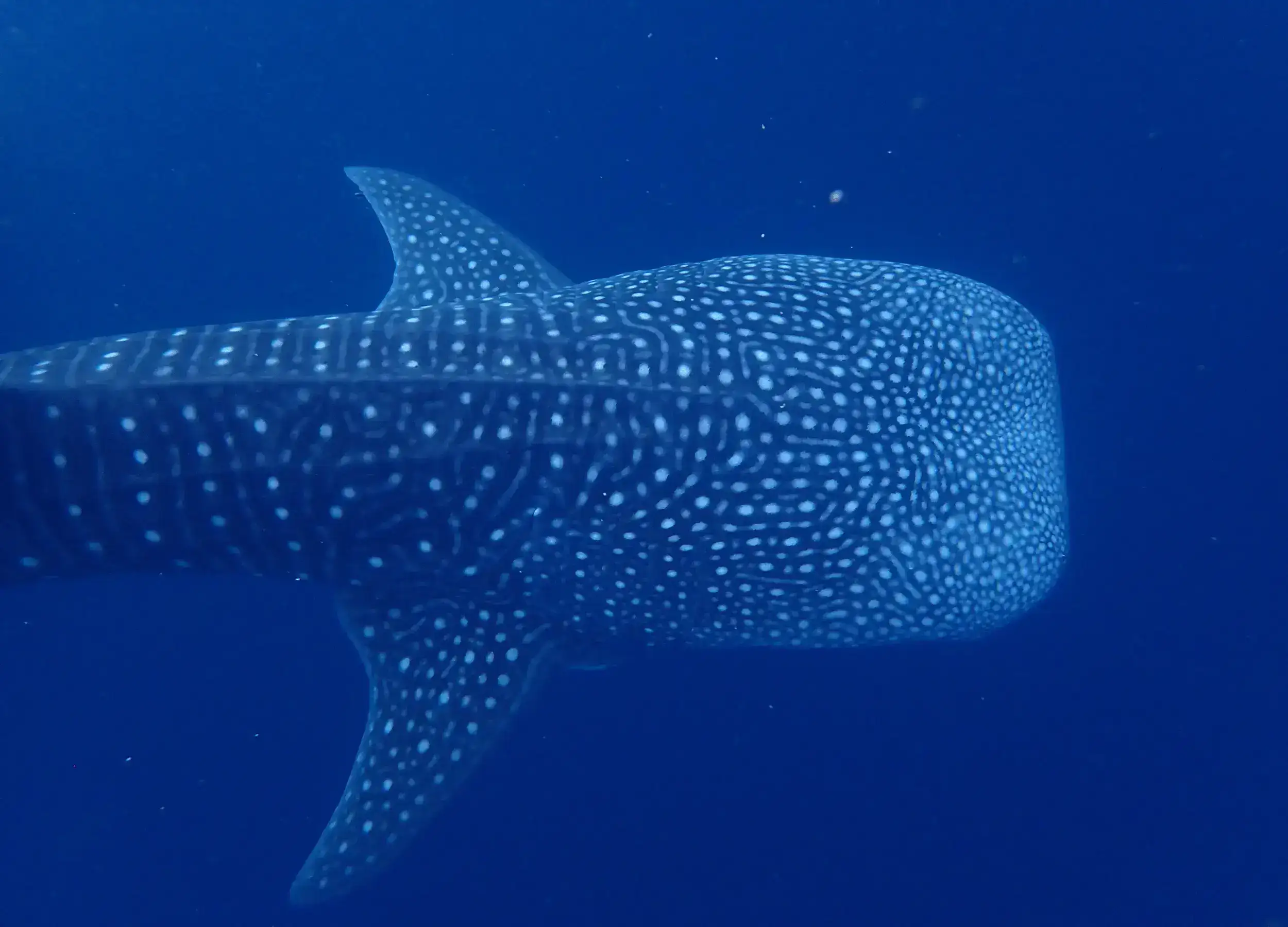 Whale shark unique pattern on their back
