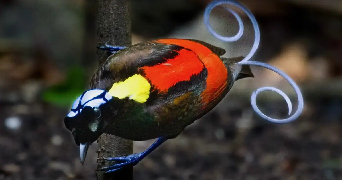 Wilson's Birds of Paradise
