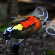Wilson's Birds of Paradise