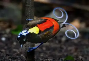 Wilson's Birds of Paradise
