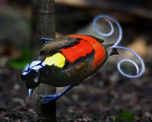 Wilson's Birds of Paradise