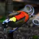 Wilson's Birds of Paradise