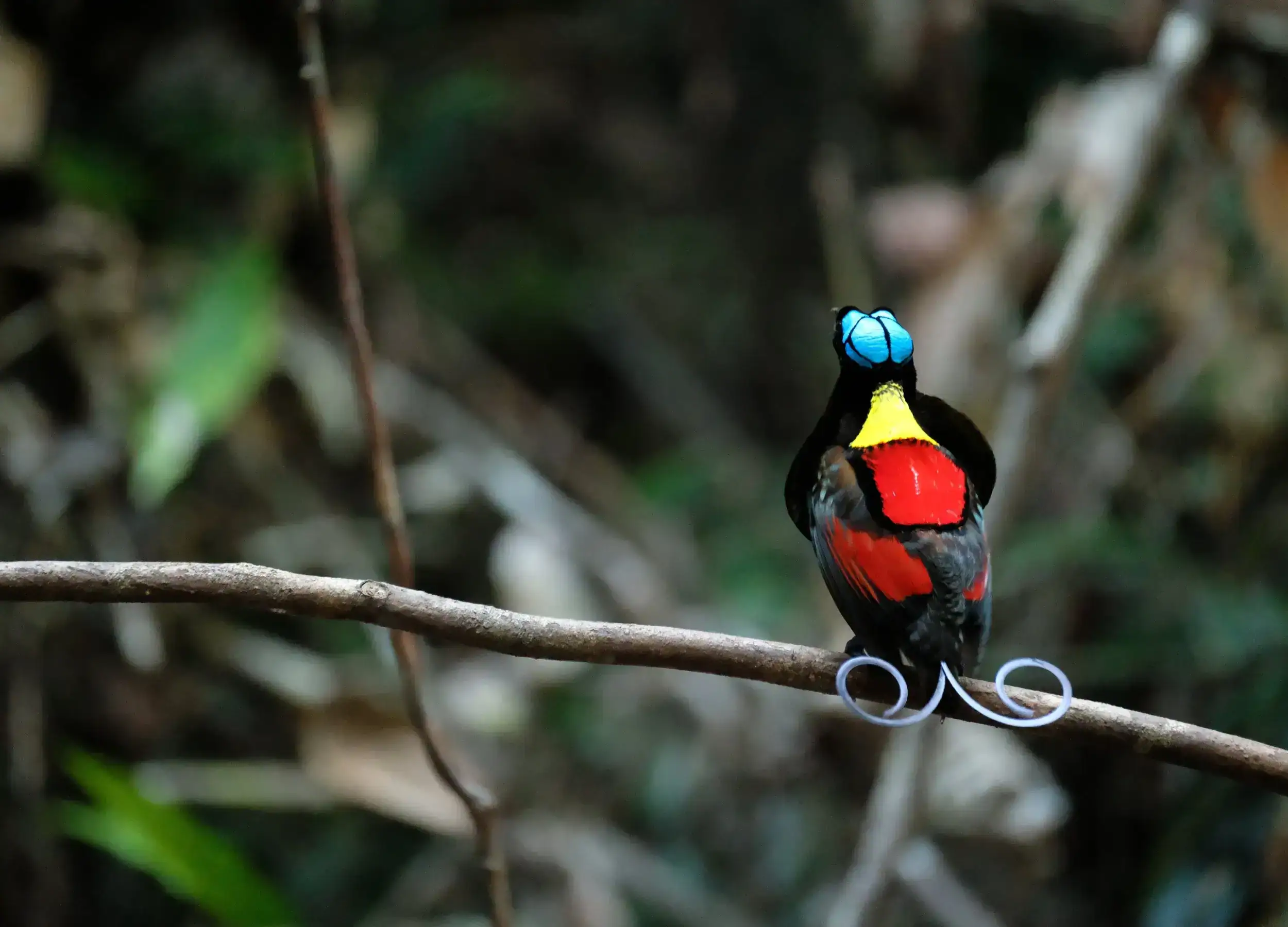 Wilson's Birds of Paradise in Raja Ampat