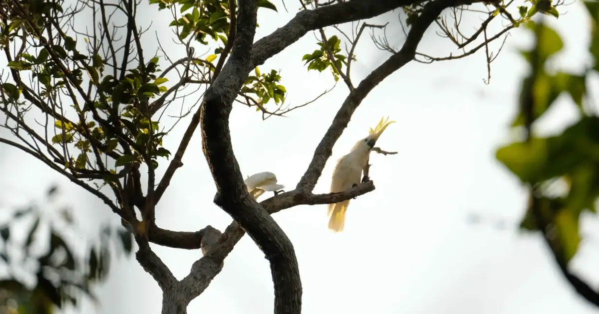 Yellow-crested cockatoo in Komodo Island