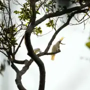 Yellow-crested cockatoo in Komodo Island
