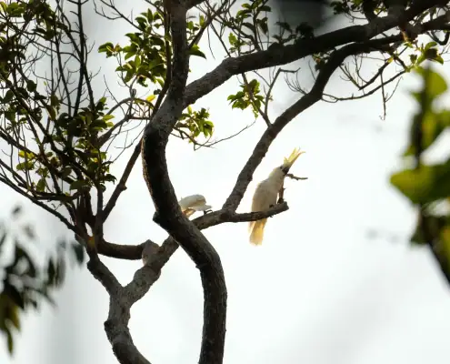 Yellow-crested cockatoo in Komodo Island