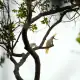 Yellow-crested cockatoo in Komodo Island