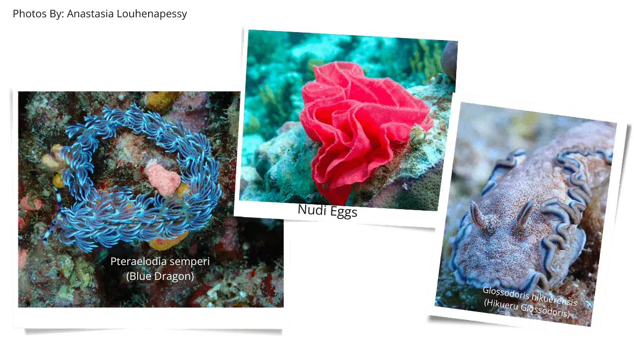 colorful nudibranchs species