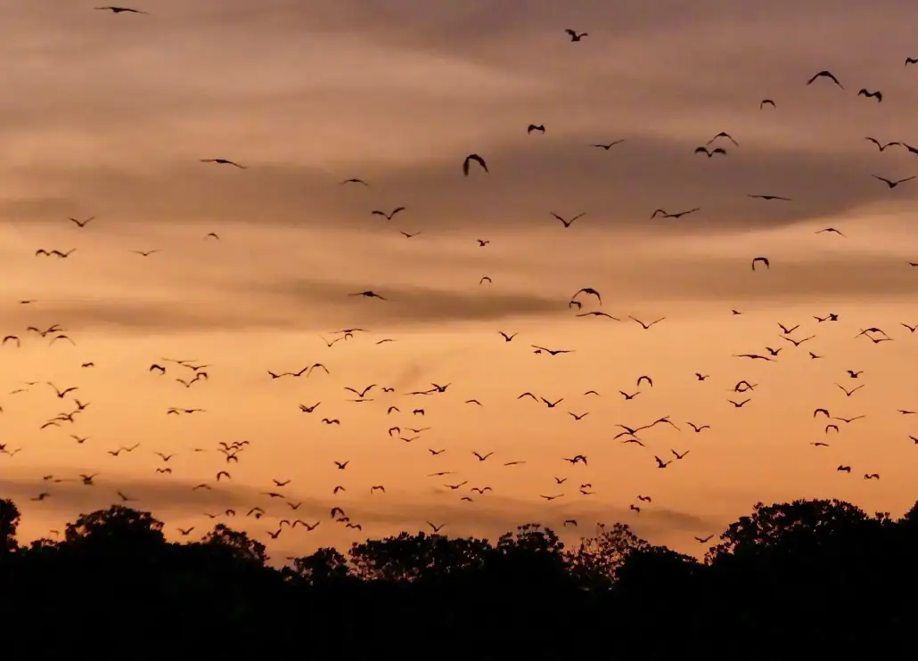 flying foxes in kalong island