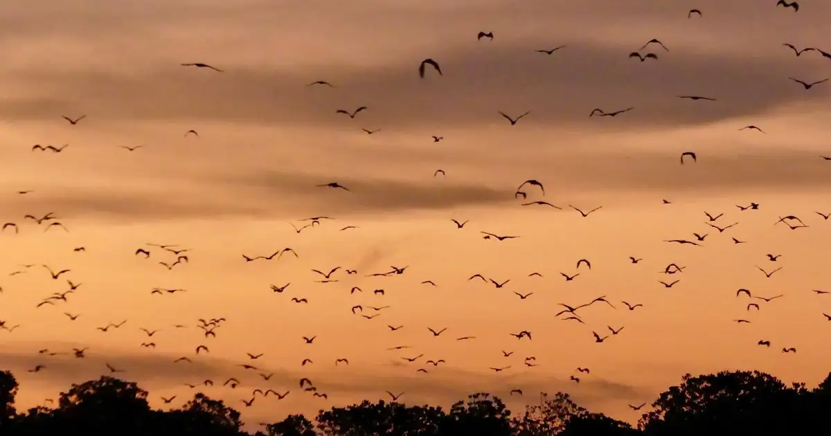 flying foxes in kalong island