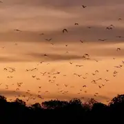 flying foxes in kalong island
