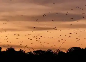 flying foxes in kalong island