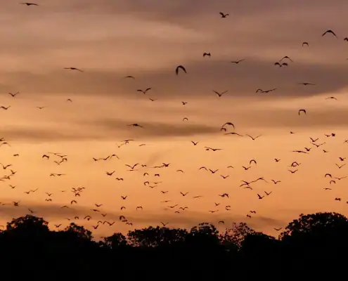 flying foxes in kalong island