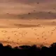 flying foxes in kalong island