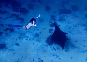 SeaTrek guest swimming with manta