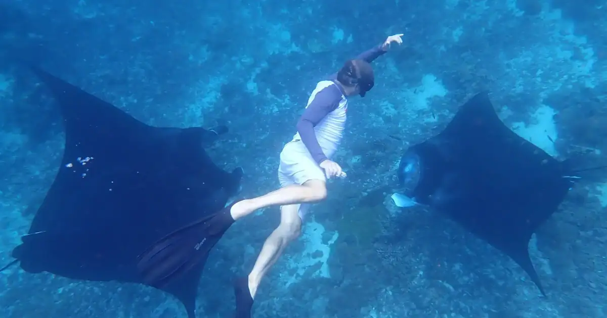 SeaTrek guest swimming with manta rays